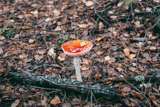 Cogumelo venenoso amanita na floresta de outono