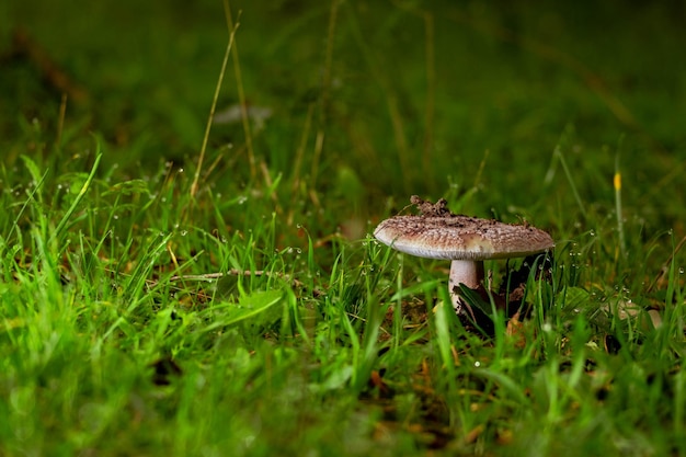 Cogumelo venenoso Amanita phalloides comumente conhecido como tampa da morte