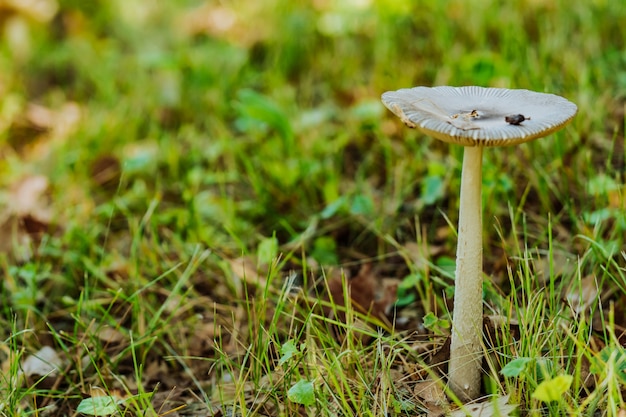 Cogumelo venenoso branco na floresta