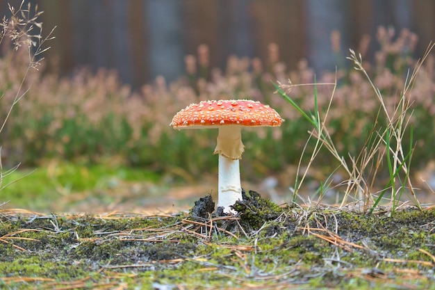 Cogumelo venenoso no fundo de uma floresta de coníferas na floresta Cogumelo venenoso