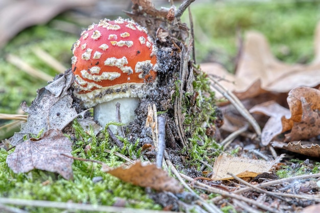 Foto cogumelo venenoso no fundo de uma floresta de coníferas na floresta cogumelo venenoso