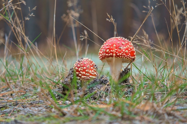 Cogumelo venenoso no fundo de uma floresta de coníferas na floresta Cogumelo venenoso