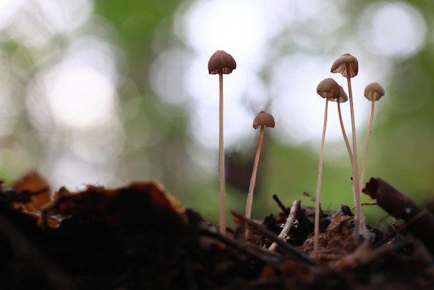 Foto cogumelo venenoso tóxico psicodélico perigoso ecossistema