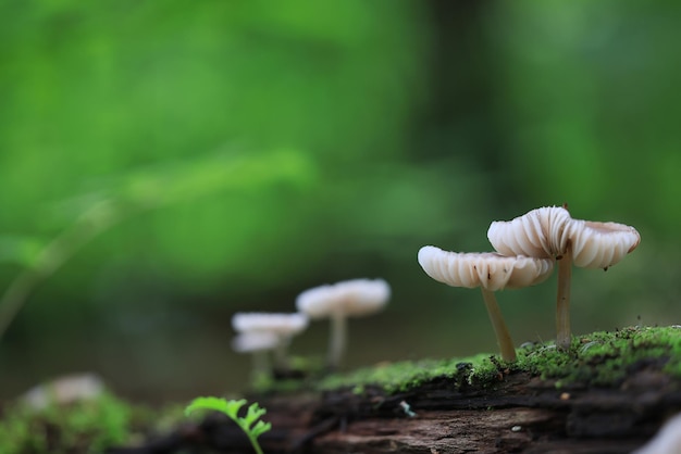 cogumelo venenoso tóxico psicodélico perigoso ecossistema