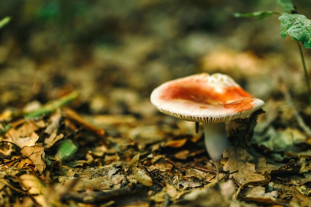 Cogumelo venenoso vermelho