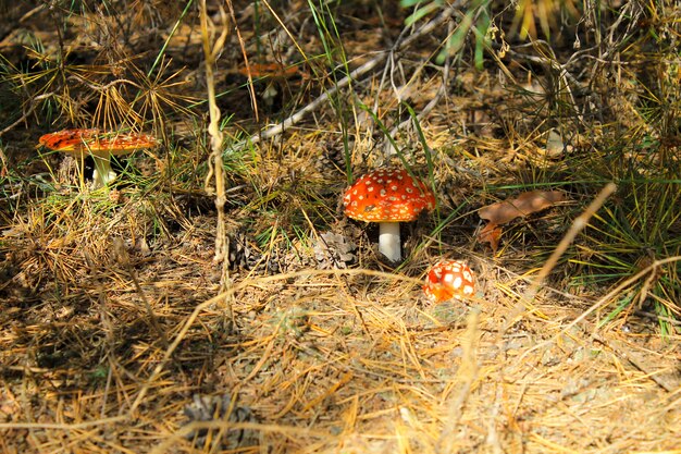 Cogumelo vermelho (amanita muscaria, fly ageric, fly amanita) na floresta de outono