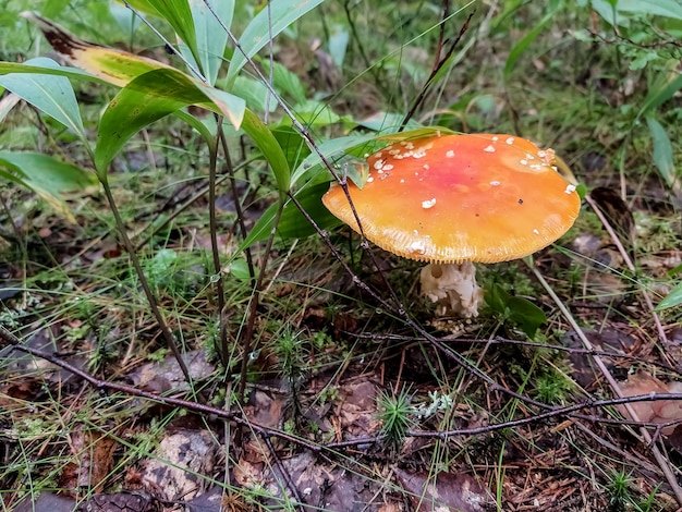 Cogumelo vermelho, cogumelo na floresta.Amanita Muscaria.red fly agaric. Colheita florestal. Micélio. Árvores de vidoeiro branco. Grama verde. Fundo natural. Tempo limpo e ensolarado.