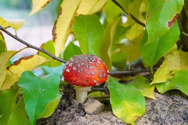 Foto cogumelo vermelho com pontos brancos em seu ambiente natural durante o outono