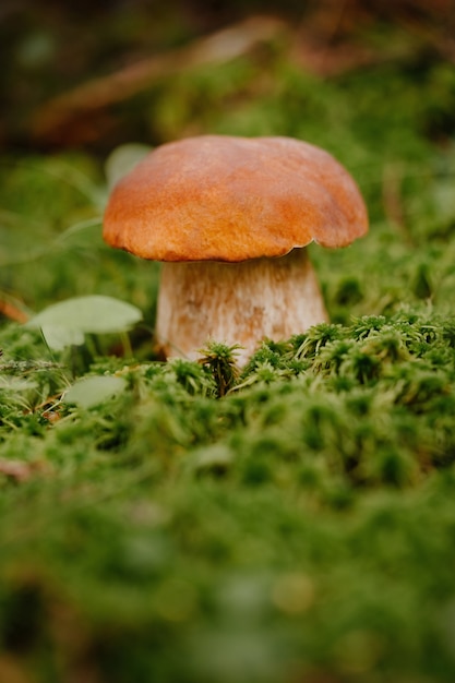 Cogumelo vermelho pequeno em um gramado verde feito de musgo conceito de ecoturismo