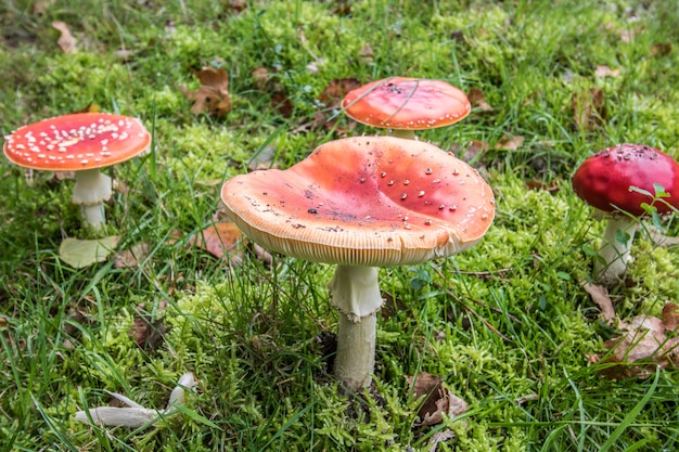 cogumelo vermelho venenoso na natureza