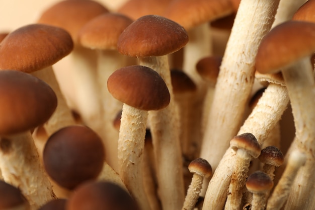 Cogumelos agaric mel texturizados, close-up