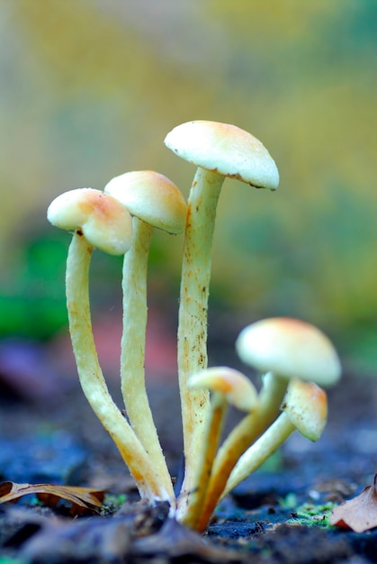 Cogumelos alucinógenos do gênero Psilocybe sp.