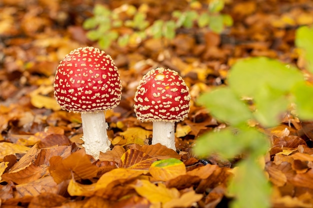 Cogumelos amanita muscaria na floresta de outono no outono cogumelo vermelho venenoso selvagem agárico em folhas amarelas laranja caídas no outono