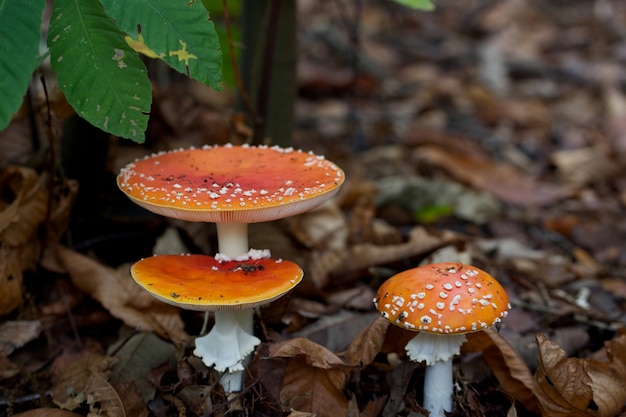 Cogumelos Amanita