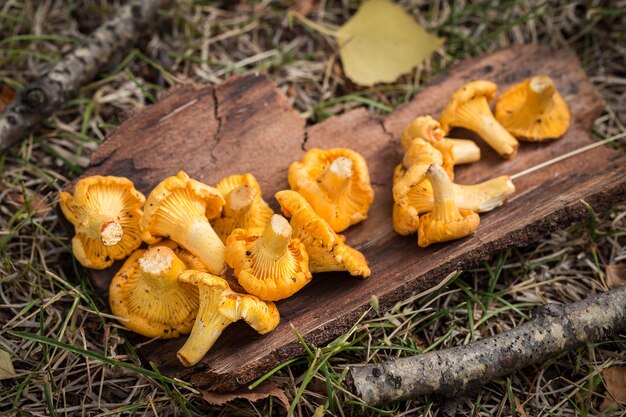 Cogumelos amarelos da prima na superfície de madeira. Comida gourmet.