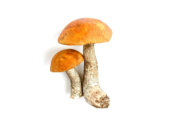 Cogumelos Aspen isolados no branco