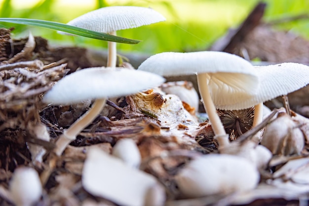 Cogumelos bela colônia de cogumelos em qualquer jardim do Brasil luz natural Foco seletivo