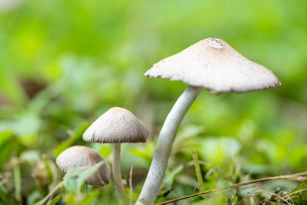 Cogumelos bela colônia de cogumelos em qualquer jardim do Brasil luz natural Foco seletivo