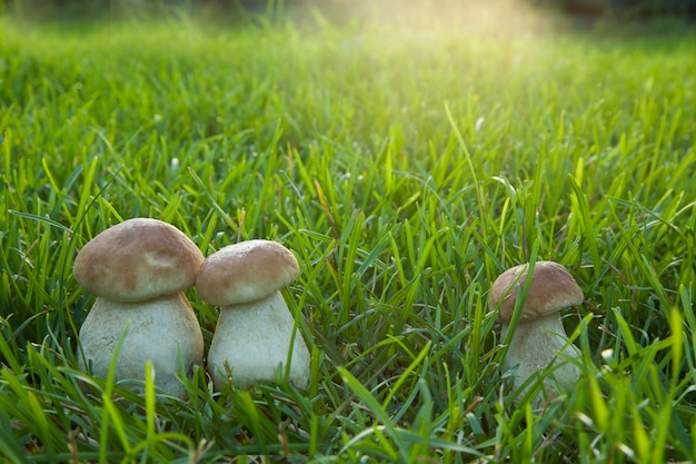 Foto cogumelos boletus edulis em incrível fundo de cogumelos de grama verde em dia ensolarado