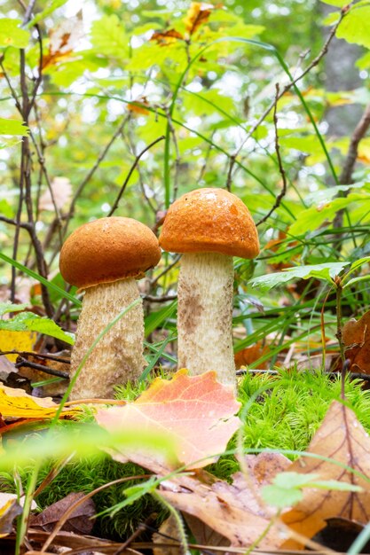 Cogumelos boletus selvagens comestíveis