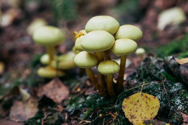 Cogumelos brancos crescem no outono na floresta em folhas e musgo