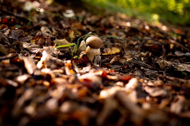 Cogumelos brancos na floresta
