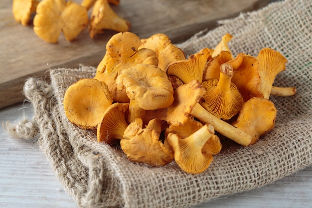 cogumelos cantharellus