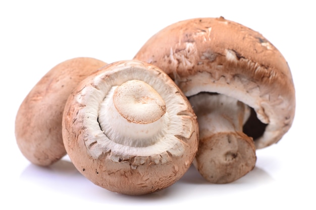 Cogumelos champignon isolados