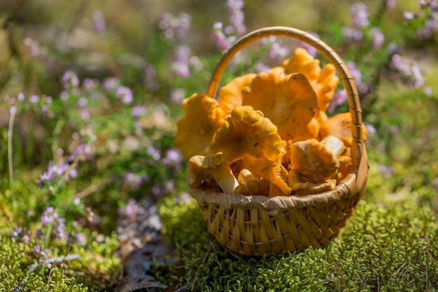 cogumelos chanterelle em uma cesta de vime no sol em uma clareira da floresta