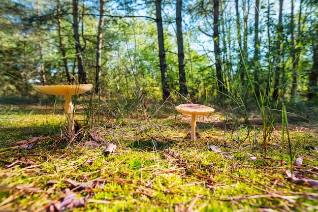 Cogumelos coloridos na floresta no outono.