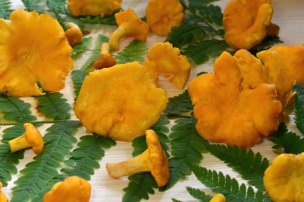 Cogumelos comestíveis amarelos chanterelle com samambaia verde sobre fundo de madeira natural