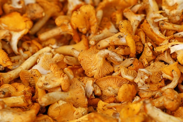 Cogumelos comestíveis chanterelle em exposição de varejo
