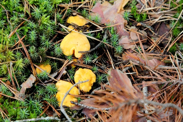 Cogumelos comestíveis crescendo em uma floresta durante o outono