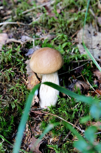 Cogumelos comestíveis crescendo em uma floresta durante o outono