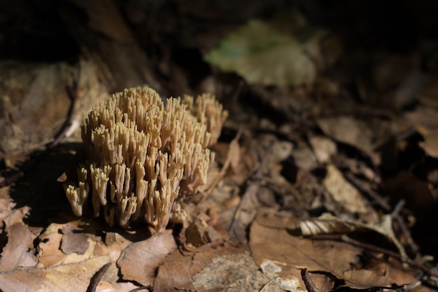 Cogumelos comestíveis da floresta Ramaria flava