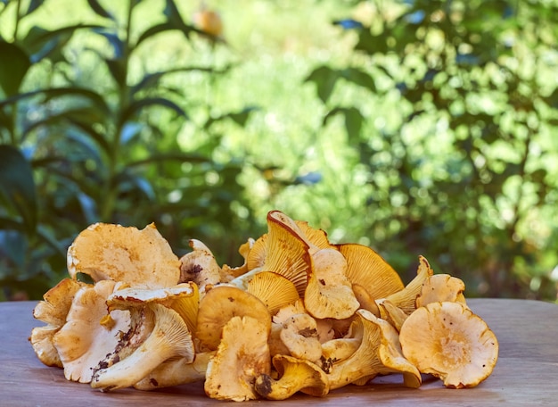 Cogumelos comestíveis de chanterelle amarelo fresco.