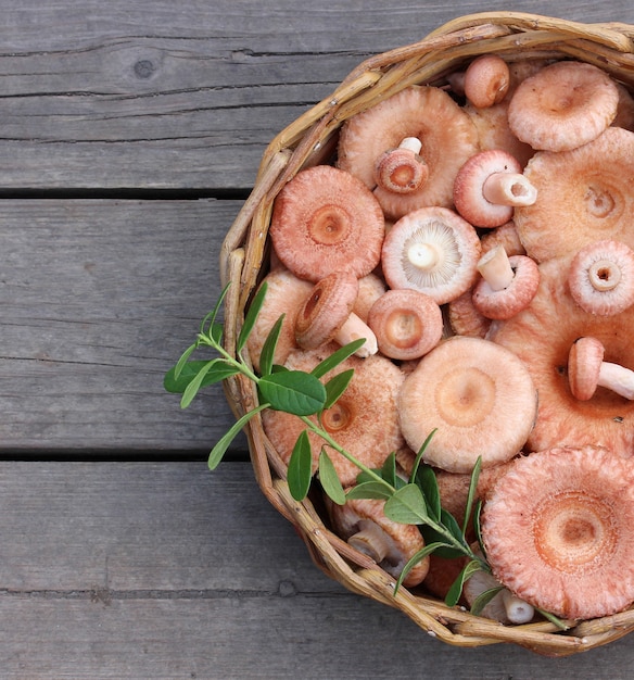 Cogumelos comestíveis rosa em uma cesta redonda a bordo