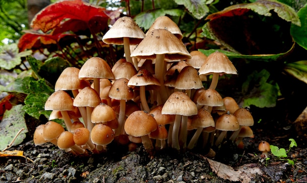 Cogumelos coprinellus micaceus pequenos