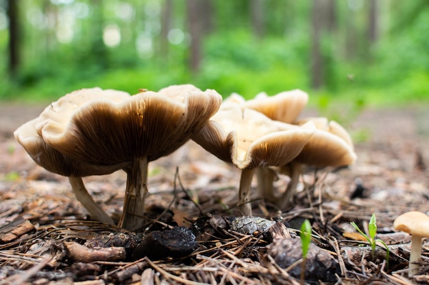 Cogumelos crescem do chão na floresta