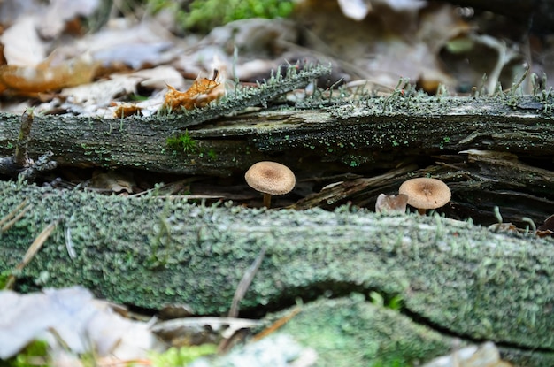 Cogumelos crescem em uma velha árvore na floresta