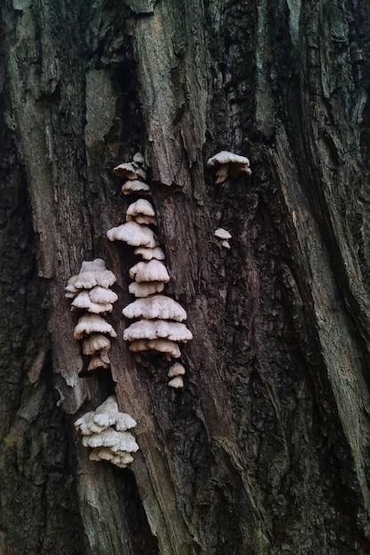 Cogumelos crescem no tronco da árvore na floresta