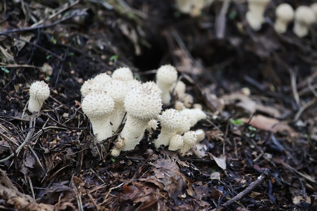 Cogumelos crescendo na floresta selvagem. cogumelo comestível lycoperdon