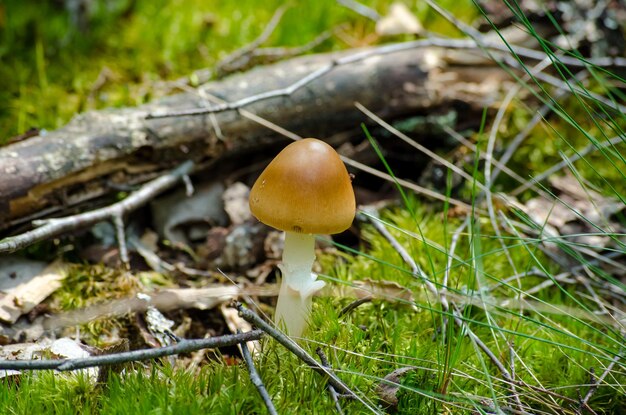 Foto cogumelos crescendo na floresta selvagem