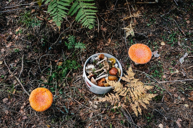 Foto cogumelos crescendo na grama da floresta