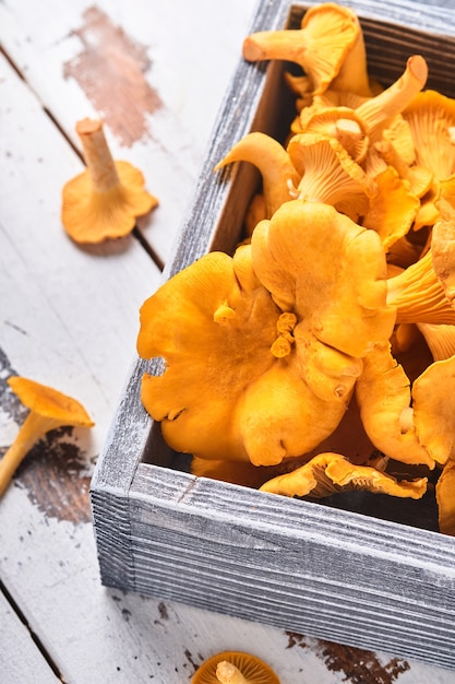 Cogumelos da floresta chanterelles e musgo da floresta em um fundo de madeira velho. Cru cru em uma tigela de placa de vime sobre fundo de textura marrom. Brincar. Vista do topo.