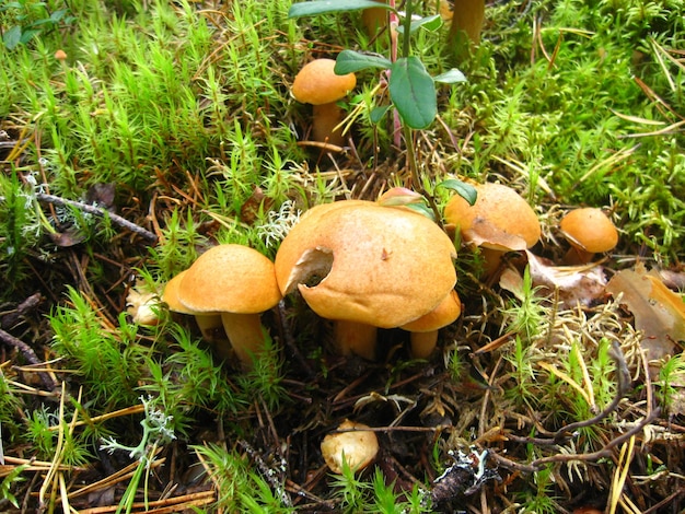 Cogumelos da floresta laranja vermelha semelhantes a chanterelles ou cogumelos de mel Cogumelo comido por animais ou anfíbios Cogumelos em musgo Karelia Rússia