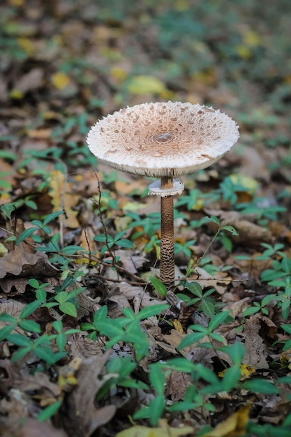 Cogumelos da floresta na grama