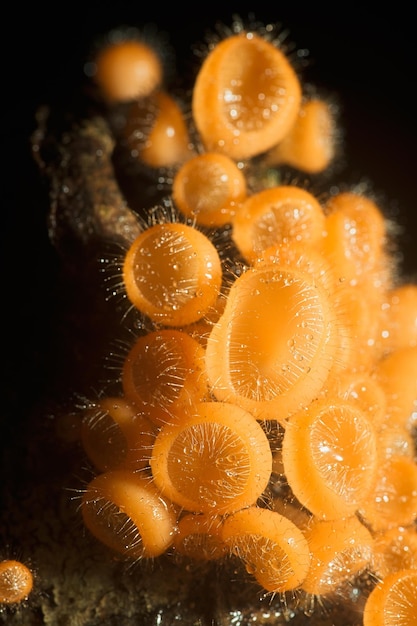 Cogumelos da foto macro na floresta da Tailândia