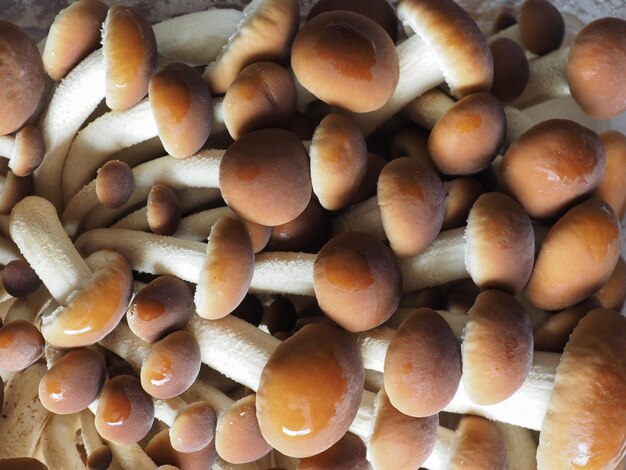 Cogumelos de álamo, também conhecidos como veludo, comida de cogumelos pioppini