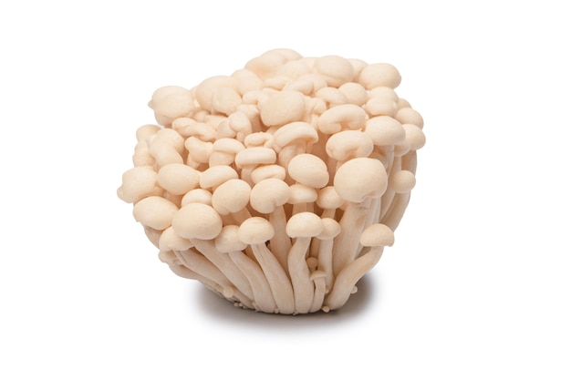 Cogumelos de faia branca isolados em um fundo branco